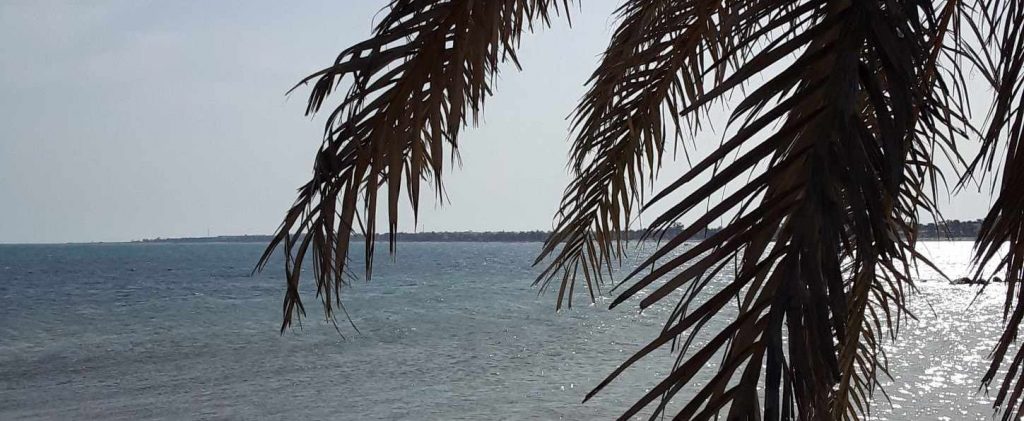 Meeresblick mit Palme