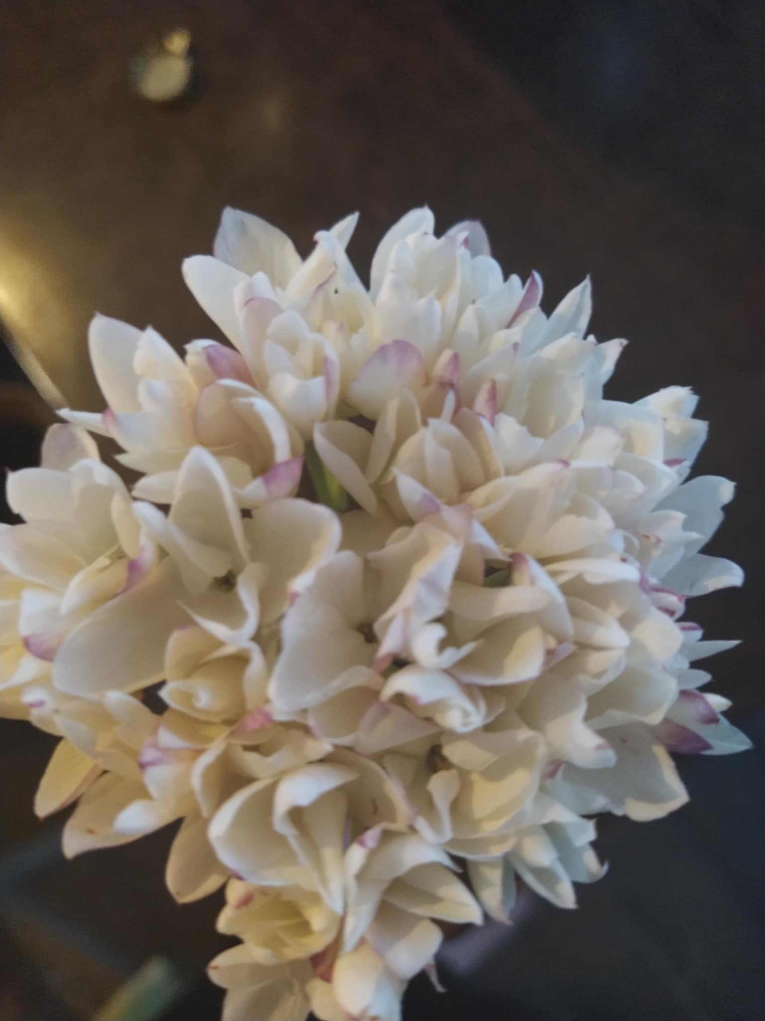 Jasminblüte